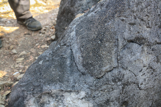 Ancient fossils on Madagaskar