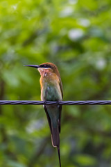 view of a beautiful bird in nature