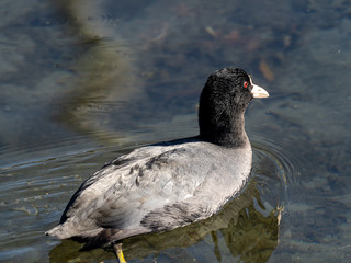 Black Eurasian coot in Hikiji River 3