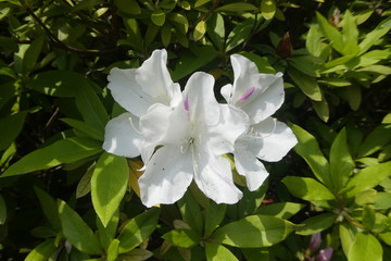 Azalea