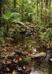 Tropical rain forest Cairns Australia
