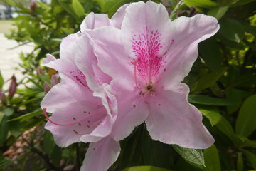 Azalea