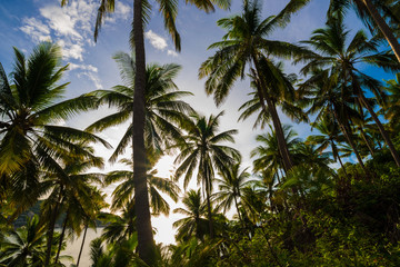 Fototapeta na wymiar Coconut tree field morning sky background