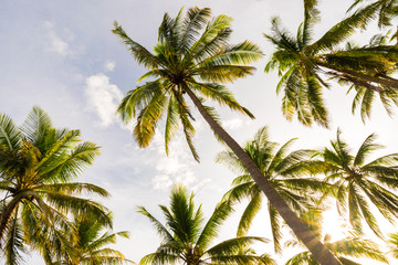 Fototapeta premium Coconut tree field morning sky background