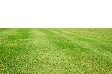 green grass field on white background