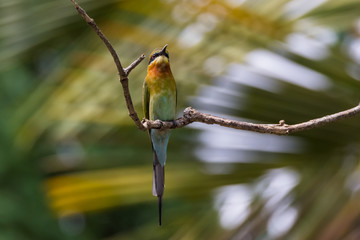 view of a beautiful bird in nature