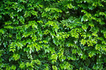 green ivy on wall