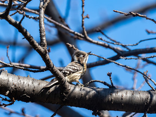 Japanese pygmy woodpecker in a bare tree 15