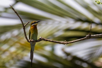 view of a beautiful bird in nature