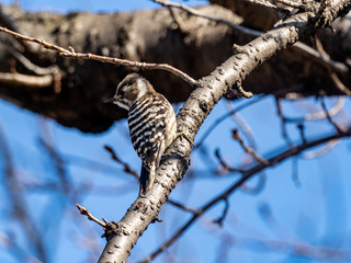 Japanese pygmy woodpecker in a bare tree 16