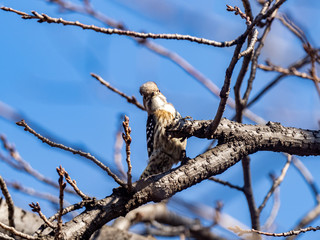 Japanese pygmy woodpecker in a bare tree 17