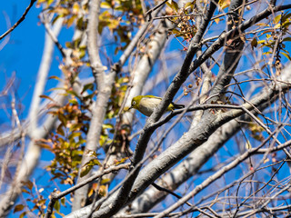 Japanese white-eye in a bare tree 2