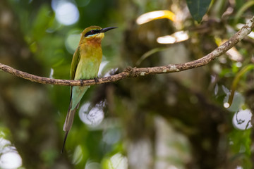 view of a beautiful bird in nature