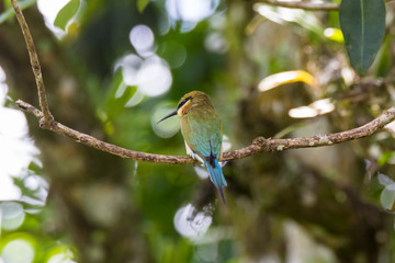 view of a beautiful bird in nature