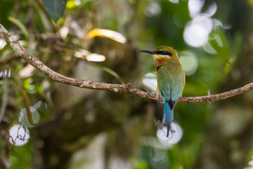 view of a beautiful bird in nature