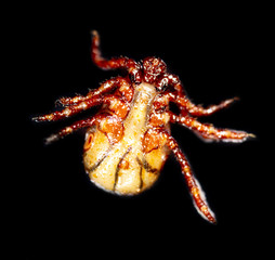 Tick isolated on a black background. Insect carrier of diseases.