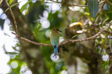 view of a beautiful bird in nature