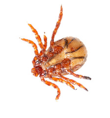 Tick isolated on a white background. Insect carrier of diseases.