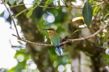 view of a beautiful bird in nature