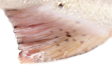 Trout fish tail on white background.