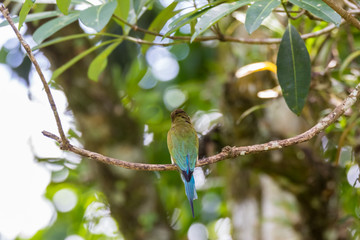 view of a beautiful bird in nature