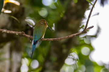 view of a beautiful bird in nature