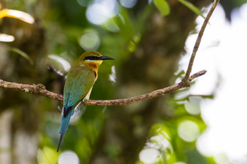 Obraz premium view of a beautiful bird in nature