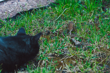 A black cat hunts for seasonal pest for the garden with a small field mouse.