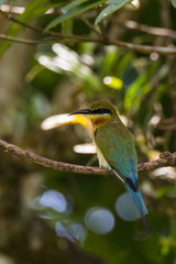 view of a beautiful bird in nature