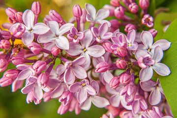 Fototapeta na wymiar Beautiful smell violet purple lilac blossom flowers in spring time. Close up macro twigs of lilac, selective focus. Inspirational natural floral blooming garden or park. Ecology nature landscape