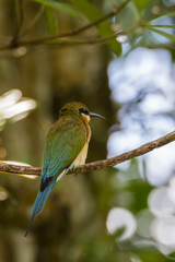 view of a beautiful bird in nature