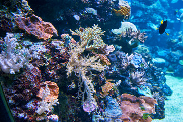 Underwater life in Eilat Aquarium, Israel