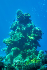 Fototapeta na wymiar Underwater life in Eilat Aquarium, Israel