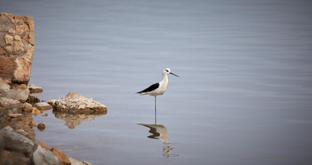 Black Winged Stilts at the Salina in San Pedro del Pinatar, Spain.