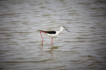 Black Winged Stilts at the Salina in San Pedro del Pinatar, Spain.