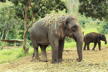 Fototapeta premium Asian elephants standing in a forest.