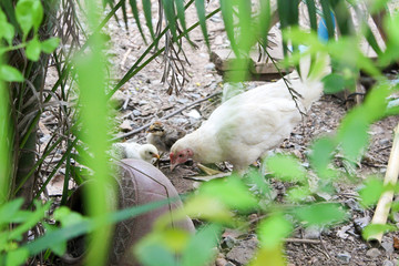 Hen and chicks looking for food