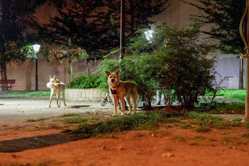 A couple of dogs in a city park at night