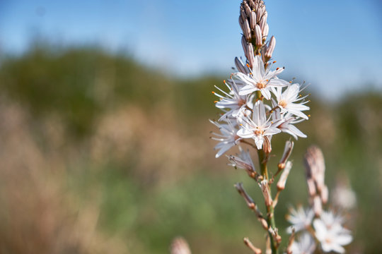 Flowers and bud of White asphodel or Asphodelus albus