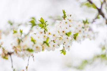 white spring flowers on a tree branch