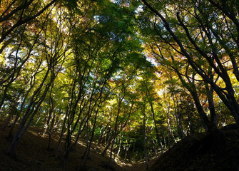 Beautiful vivid color of trees in the abundant and green forest or wood with sunlight background with fresh air and good nature environment landscapes.