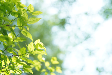Brunch of tree in the summer under sunlight using as a background or wallpaper. Nature and background concept