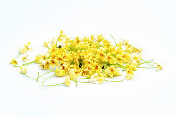 Pile of Sweet osmanthus or Sweet olive flowers blossom on white background