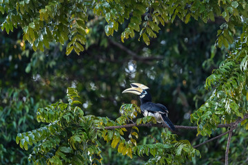 Oriental Pied-hornbill - Anthracoceros albirostris, small beautiful hornbill from Southeast Asian forests and woodlands, Pangkor island, Malaysia.