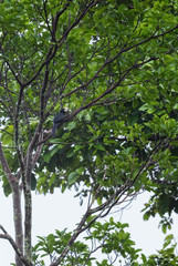 Oriental Pied-hornbill - Anthracoceros albirostris, small beautiful hornbill from Southeast Asian forests and woodlands, Pangkor island, Malaysia.
