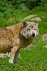 Timberwolf oder Amerikanischer Grauwolf (Canis lupus lycaon)