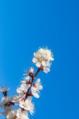 Large white flowers of an apricot tree on a background of blue sky. Bright spring flowers on a tree branch. Warm spring. Sunny day.