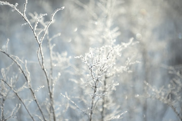 Fototapeta na wymiar winter background, branches in hoarfrost