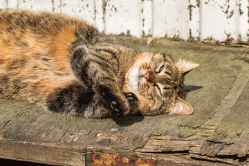 A delightful tricolor cat lies in a dirty corner in the open air and looks at the photographer. Sunny day in the park. Domestic cat. Pets. Close-up.