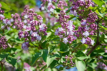Obraz premium lilac flowers in the garden